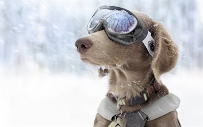 cachorro, óculos, patrulha de neve, colarinho