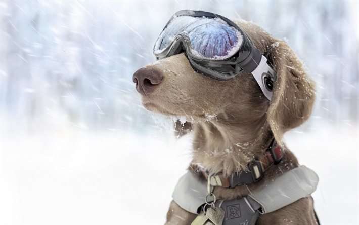 कुत्ता, चश्मा, बर्फ गश्ती, कॉलर