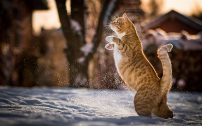 gato rojo, día de invierno, saltar