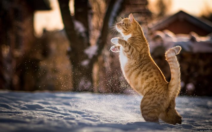 kış günü, atlama kırmızı kedi