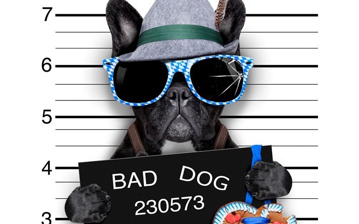 glasses, hat, bad dog, plate