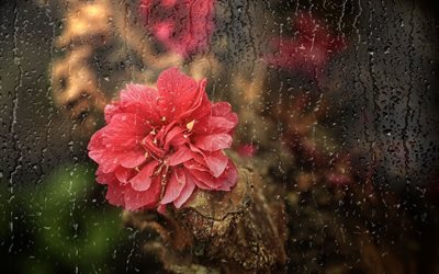 regnet, blomman, glaset