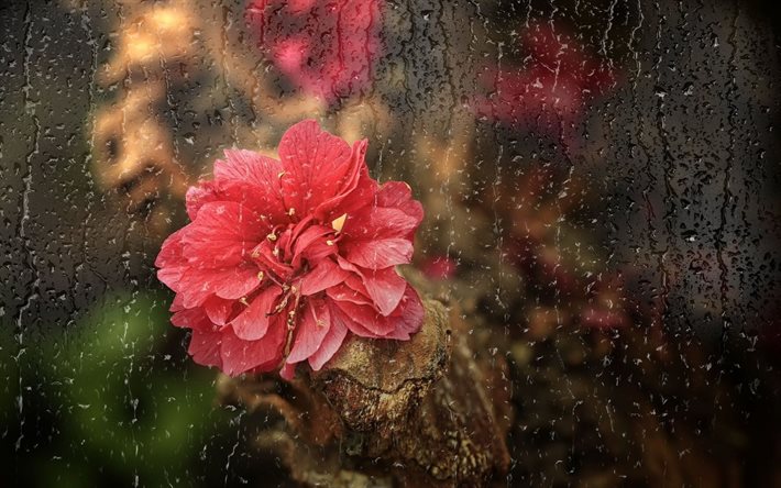 yağmur, çiçek, cam