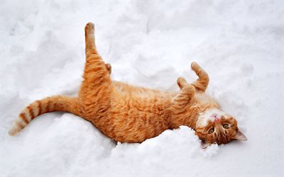 애완동물, 눈, 겨울, 빨간 고양이
