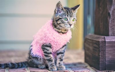 kitten, glamorous kitten, pink vest