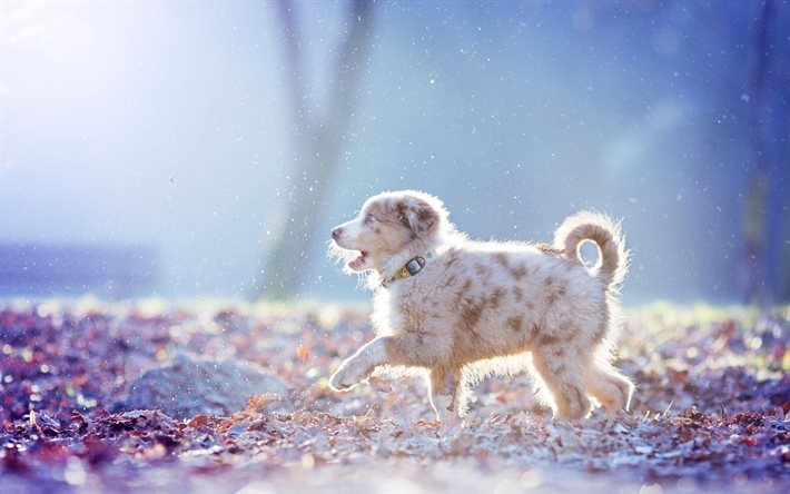 오스트레일리아, 개, 겨울, 강아지, 호주 목자