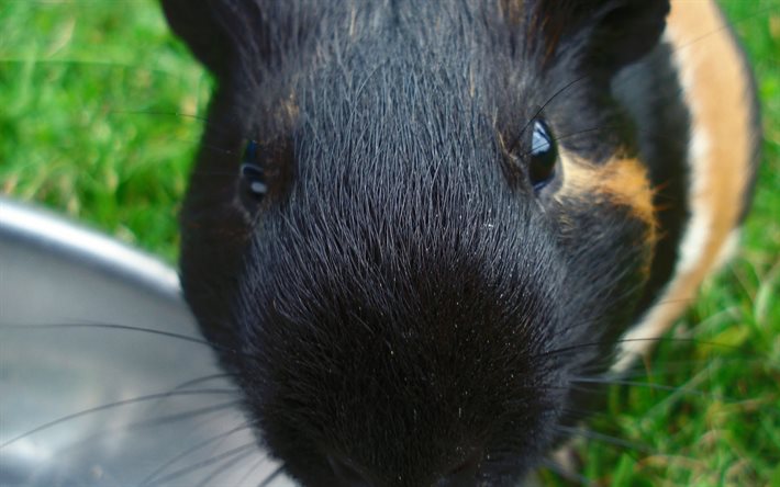 guinea pig, muzzle, funny animals, grass, rodent