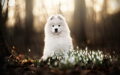 samoyed, süße tiere, hunde, weißer flauschiger hund, samoy im wald, frühling