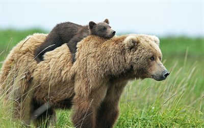 björn, djurliv, nallebjörn, björnfamilj