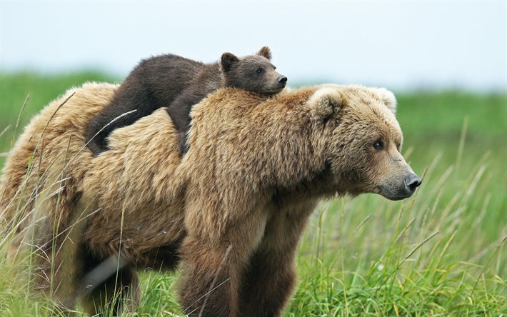 भालू, वन्य जीवन, टेडी भालू, भालू परिवार