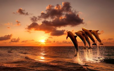 hyppäävät delfiinit, auringonlasku, meri, villieläimet, nisäkkäät, kolme delfiiniä, valas, delfiinit