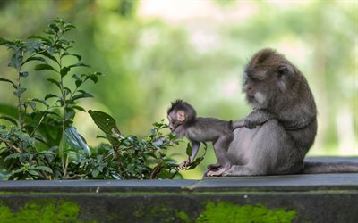 chimpanzé, mãe e filhote, animais engraçados, jardim zoológico, família chimpanzé, pan troglodytes, bebê chimpanzé, foto com chimpanzé