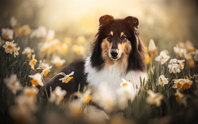 Collie, 4k, Scottish Shepherd, fluffy dogs, cute animals, pets, dogs, Collie in the grass, herding dogs