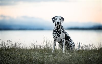 dalmatian, white dog with black spots, Spotted Coach Dog, Leopard Carriage Dog, pets, dogs, dalmatian dog