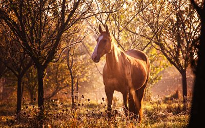 갈색 말, 숲, 가을, 목장, 목초지, 야생 동물, 에쿠스 카발루스, 말