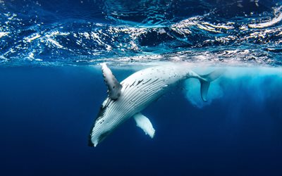 Humpback whale, 4k, wildlife, Atlantic Ocean, underwater world, whales, Megaptera novaeangliae, whale underwater