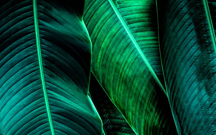 feuilles de palmier, 4k, macro, laisse des textures, textures naturelles, feuilles arrière plans, feuilles vertes, écologie, feuilles, concepts d'écologie