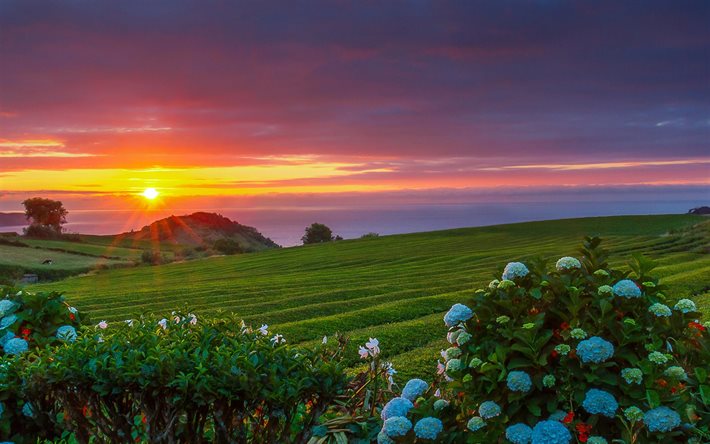 Portugal, sunset, tea plantations, ocean, hydrangea, Europe