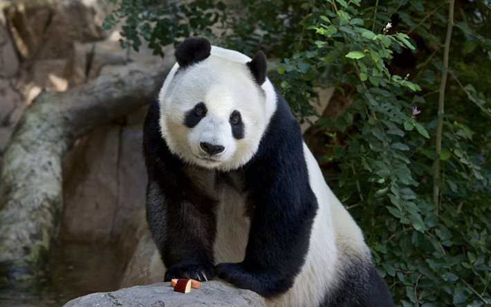 panda, kina, zoo, björnar, söta björnar, stora pandor