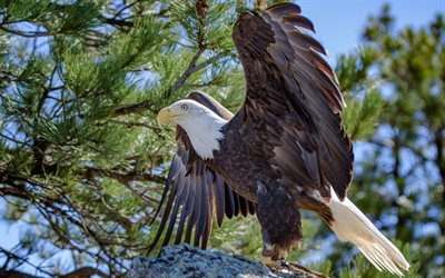 bald eagle, predators, birds, USA, wildlife, canyon