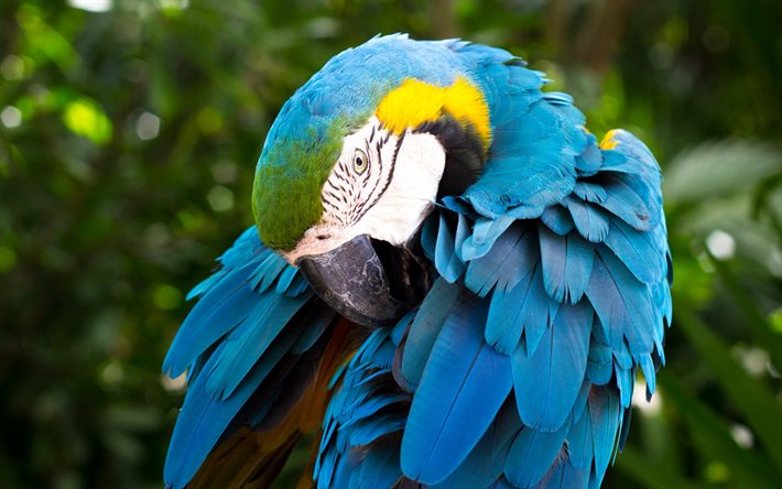 ara, papegojor, sydamerika, fåglar, vilda djur