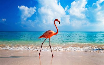vaaleanpunainen flamingo, valtameren rannikko, trooppiset saaret, flamingo, merimaisema, vaaleanpunaiset linnut