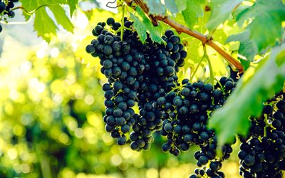grappolo d'uva, vigneto, vendemmia, frutta, foglie verdi, uva
