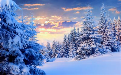 winter, trees, sunset, snow drifts, snow