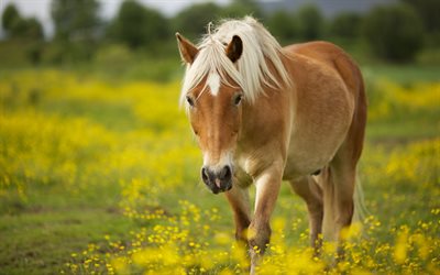 caballo pequeño, prado, caballo Islandés