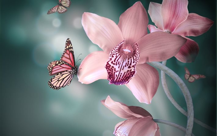 rosa orchidea, close-up, farfalle, orchidee