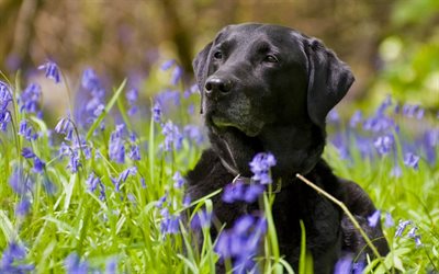 El Labrador Retriever, perros, flores, labrador negro