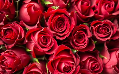लाल गुलाब का गुलदस्ता, गुलाब के फूल, पुष्प, गुलाब