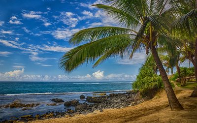 la palma, una isla tropical, océano, costa, de onda