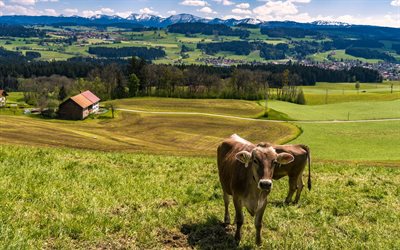 Allgaeu, vacas, pradera, de la granja, montañas, Alemania