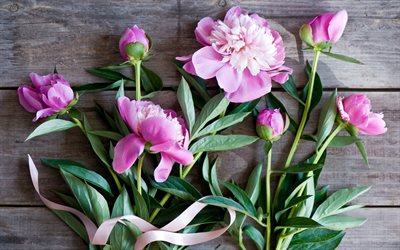 Paeonia, las yemas, el ramo, las flores de color rosa