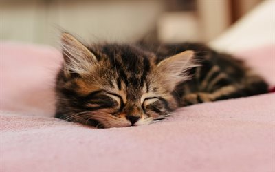 Dormir chaton, mignon, animaux, animaux domestiques, chats, chatons