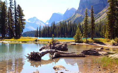 sjö, berg, skog, sommar, maligne lake, jasper national park, alberta, kanada
