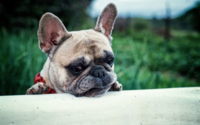 Bulldog francese, cani, blur, muso