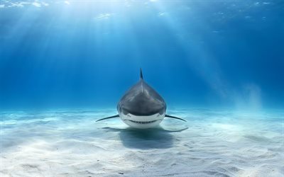 tiburón bajo el agua, depredador, mundo submarino, mar, tiburón, agua, océano, tiburón blanco