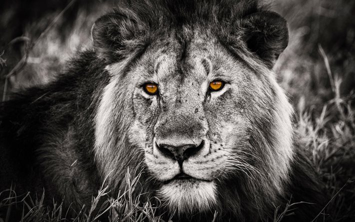 hayvanlar aslan, yırtıcı hayvan, Kral, siyah beyaz fotoğraf