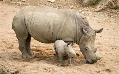 rhino, el rinoceronte, la madre y los cachorros, el zoológico, el mamífero