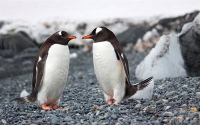 اثنين من طيور البطريق, 4k, الحيوانات البرية, spheniscidae, حيوانات لطيفة, طيور البطريق, أنتاركتيكا