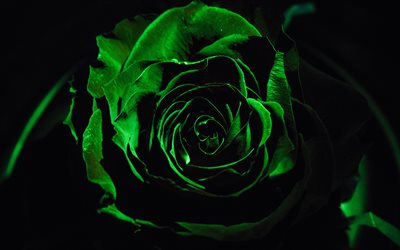 rosa verde, oscuridad, macro, flores verdes, rosas, hermosas flores, imagen con rosa verde, fondos con rosas, primer plano, capullos verdes