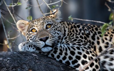 leopardo, los depredadores, los gatos salvajes, fauna silvestre