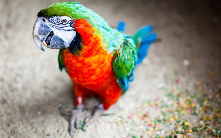 macaw, parrots, blur, birds
