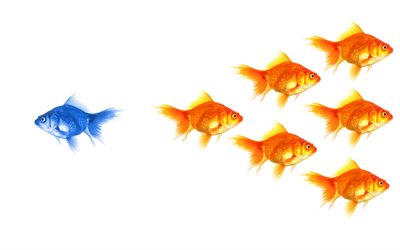 be different, 4k, fish on a white background, goldfish, be different concepts, choice of path, different thinking