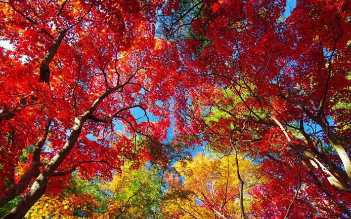 outono, floresta, folhas vermelhas, céu azul