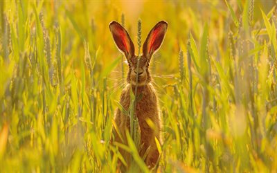 أرنبة, 4k, مجال, عشب طويل, الصيف, الحيوانات البرية, حيوانات مضحكة, الأرانب البرية, ليبوس