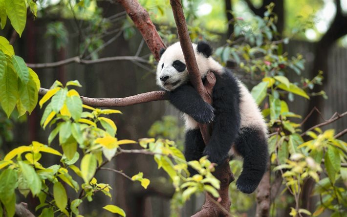 panda na árvore, animais selvagens, filhote de urso panda, animais fofos, pandas, china, floresta