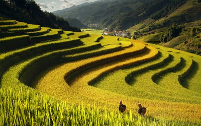 plantaciones de arroz, bali, indonesia, tarde, puesta de sol, terrazas de arroz, cultivo de arroz, cosecha de arroz, asia